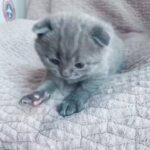 Scottish fold blue color 0564622111