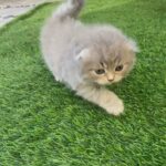 Scottish fold fem