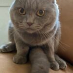 Scottish fold lilac male 2 years old
