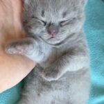 Scottish fold blue color