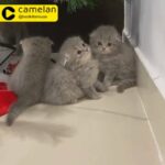 Scottish fold female pure breed