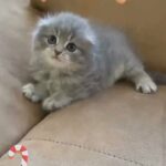 Scottish fold female long hair