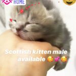Scottish tabby kitten 0564622111