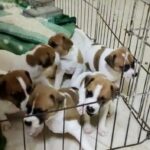 Pure Jack Russell Puppies