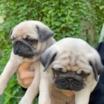 [SOLD] pug puppies