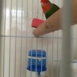 Love Bird with Cage plus accessories