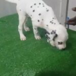 Dalmatian female puppy