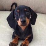 Looking for a Dachshund