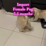 Import Pug Female