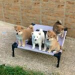 pure breed Shiba inu puppies WhatsApp on +971522486054