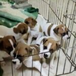 Jack Russell Puppies