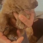 golden retriever mix Labrador