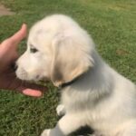 Golden Retriever Puppy