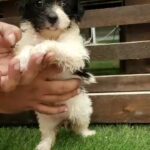 HAVANESE PUPPY FEMALE