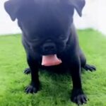 female pug full black