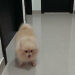 pomeranian female mine pure