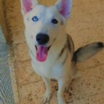 **urgent siberian huskys male and female puppy