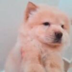 chow chow female puppy