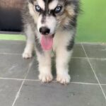 husky alaskan malamute female puppy