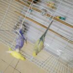 cute budgies pair