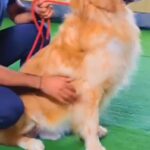 Golden retriever for mating