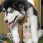 Alaskan malamute female