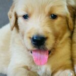 Golden Retriever Puppies