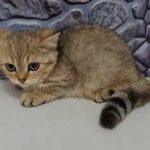 15000dhs fixed price munchkin kitten with green eyes