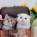 5000-6000dhs each scottish fold and straight