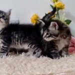 10000dhs each pure breed silver maine coons with pedigree
