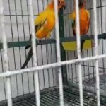 sunconur breeding pair