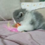 Persian Chinchilla Grey Carmel shed female kitten