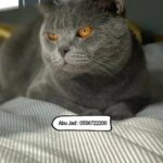 British shorthair for mating