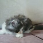 Pure Persian Chinchilla palm Grey shed female kitten