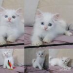 Persian kittens and Pure Turkish Angora