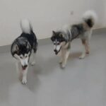 Alaskan malamute Male available for mating