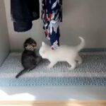 Persian/Scottish kittens