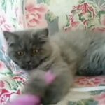 Persian Chinchilla Grey female kitten
