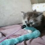Persian Chinchilla carmel shed female kitten