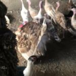 turkey’s ready for breeding big sizes دجاج رومي و ديوك للبيع جاهزين للانتاج احجام كبيرة