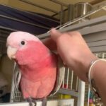 galah cockatoo