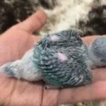 Ringneck babies blue mutation