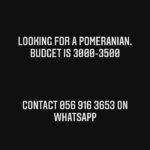 looking for a Pomeranian. budget is 3000-3500, contact 056 916 3653 on WhatsApp