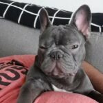 french bulldog for sale