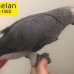 فرخ كاسكو طفرة خفيفةKasco African Grey 4 to 5 month very tamed red factor