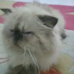 Himalayan Picky Face Male cat for 800