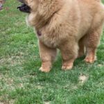 Chow Chow Pure Breed