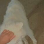 Samoyed Pure dog for mating