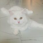 PURE FEMALE PERSIAN CAT