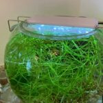 Planted Fish Bowl w/ cherry shrimps